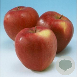 Malus d. 'Gloster' 150-175 cm 10L