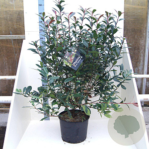 Photinia fraseri Carré Rouge 125-150 cm 20L