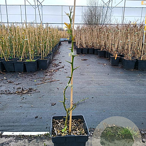 Poncirus trifoliata 40-60 cm 3,0L