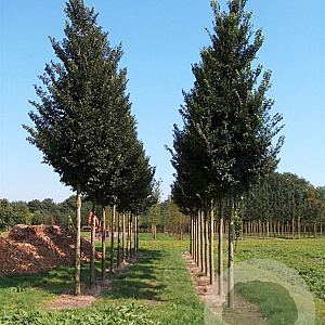 Ulmus minor 40-60 cm wortelgoed 2-jarig verplante zaailin