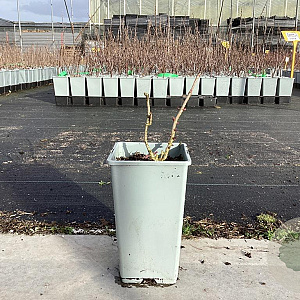 Sambucus nigra 'Sampo' plantgoed C1.5