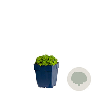 Saxifraga (A) 'Schneeteppich' GM  P11