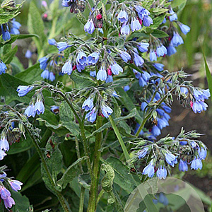 Symphytum azureum GM P9