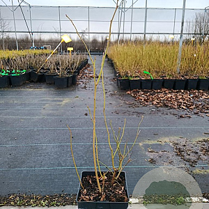 Vaccinium c. 'Bluejay' 50-60 cm 3,0L
