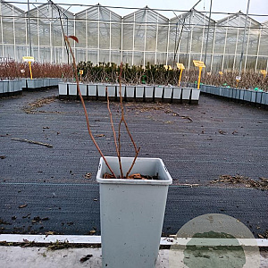 Vaccinium c. 'Bluecrop' 20-40 cm C1.5