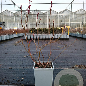Vaccinium c. 'Reka' 20-40 cm C1.5