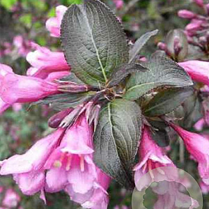 Weigela florida 'Foliis Purpureis' 30-50 cm wortelgoed 2-jarig verplante stekken 2-3 tak