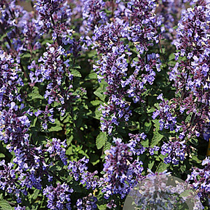 Nepeta 'Purssian Blue' GM P9