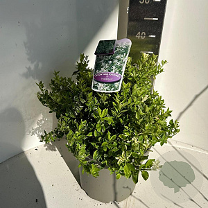 Euonymus fort. 'Harlequin' 30-35 cm 5,0L