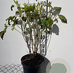 Hydrangea a. 'Annabelle' 40-50 cm 5,0L