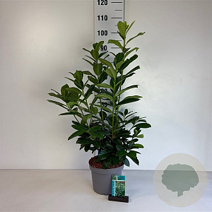 Prunus l. 'Novita' 80-100 cm 5,0L