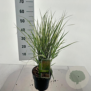 Calamagrostis acut. 'Overdam' 40-50 cm 3,0L