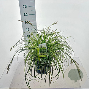 Carex Feather Falls 30-40 cm 6,5L