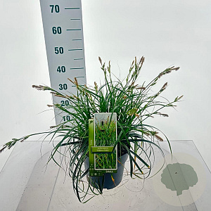 Carex Ribbon Falls 30-40 cm 6,5L