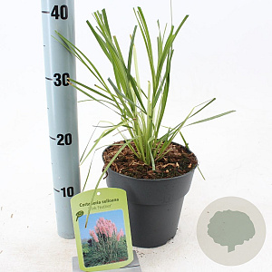 Cortaderia s. 'Pink Feather' 60-80 cm 2,0L
