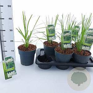 Cortaderia s. 'White Feather' 60-90 cm 2,0L