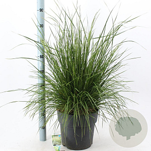 Deschampsia cesp. 'Goldtau' 50-80 cm 12L