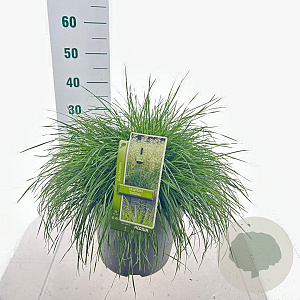 Deschampsia cesp. 'Goldtau' 50-80 cm 12L