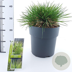 Deschampsia cesp. 'Goldtau' 50-80 cm 12L