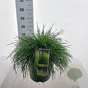 Deschampsia cesp. 'Tardiflora' 80-100 cm 12L