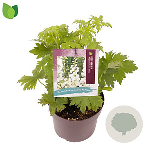 Delphinium 'Magic Fountains White' GM 2,0L