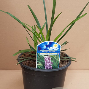 Liriope muscari 'Big Blue' 20-25 cm 2,0L