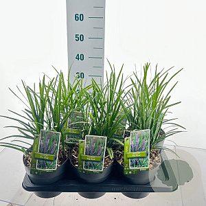 Liriope muscari 'Big Blue' 20-25 cm 2,0L