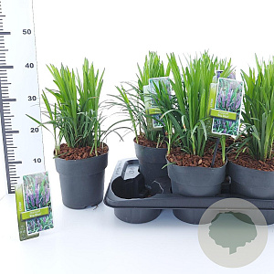 Liriope muscari 'Big Blue' 20-25 cm 2,0L
