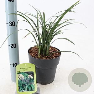 Liriope muscari 'Big Blue' 20-25 cm 2,0L