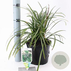 Liriope muscari 'Big Blue' 20-25 cm 2,0L
