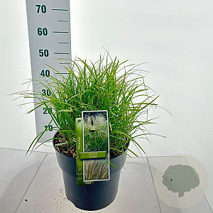 Miscanthus sin. 'Adagio' 70-90 cm 12L