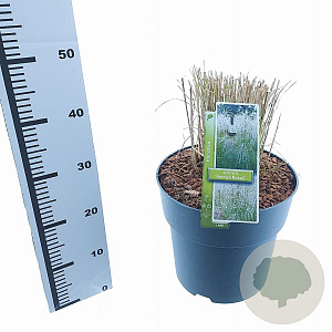 Miscanthus sin. 'Herman Mussel' 70-90 cm 12L