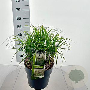 Miscanthus sin. 'Herman Mussel' 70-90 cm 12L
