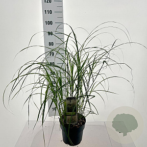 Miscanthus sin. 'Herman Mussel' GM 6,5L