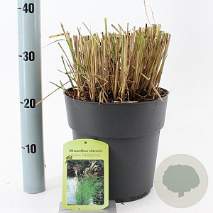 Miscanthus sin. 'Kleine Silbersp.' 60-100 cm 6,5L
