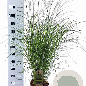 Miscanthus sin. 'Kleine Silbersp.' 60-100 cm 6,5L