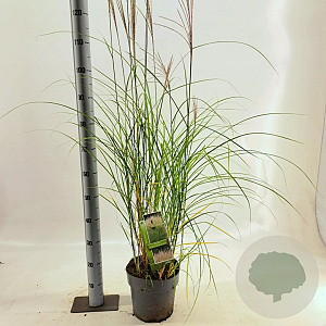 Miscanthus sin. 'Kleine Silbersp.' 60-100 cm 6,5L