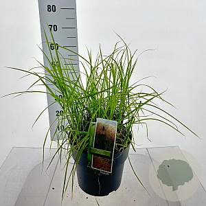 Miscanthus sin. Pink Cloud 50-60 cm 12L