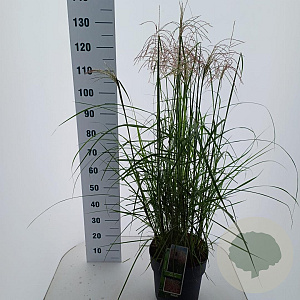 Miscanthus sin. Pink Cloud 50-60 cm 12L