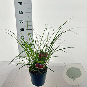 Miscanthus sin. 'Red Chief' 30-60 cm 2,0L