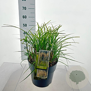 Miscanthus sin. 'Serengeti' 50-60 cm 10L