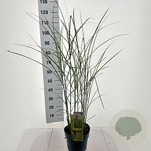 Miscanthus sin. 'Vanilla Sky' 50-80 cm 6,5L