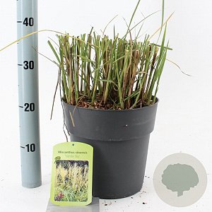Miscanthus sin. 'Vanilla Sky' 50-80 cm 6,5L