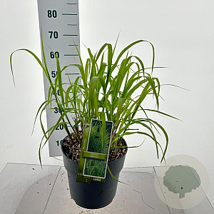 Miscanthus sin. 'Zebrinus' 60-100 cm 12L