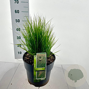 Molinia caerulea 'Heidebraut' 60-100 cm 12L