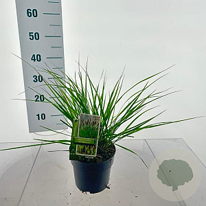 Pennisetum alopecuroides viridesc. 25-30 cm 2,0L