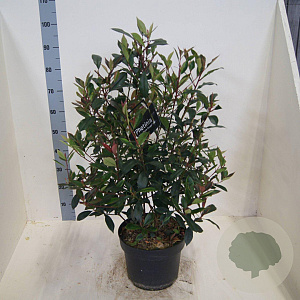 Photinia fraseri Carré Rouge 60-80 cm 10L