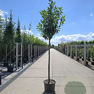 Prunus l. 'Novita' 8-10 HO 15L