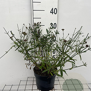 Verbena bon. 'Lollipop' GM 2,0L