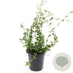 Vinca minor GM C1.3